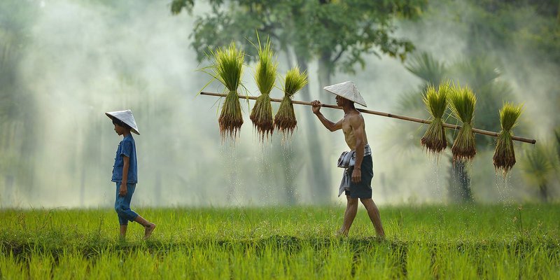 Paddy-Farmers-World-Bank-Unbanked-2bn-HEADER-sh.original